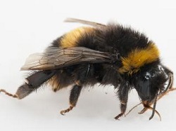 Bumblebee PDIS Pia2.jpg